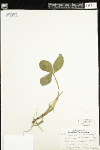 Menyanthes trifoliata image