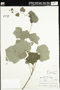 Menispermum canadense image