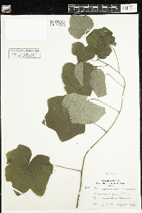 Menispermum canadense image
