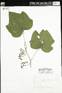 Menispermum canadense image