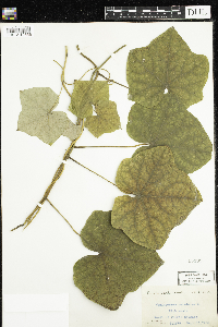 Menispermum canadense image
