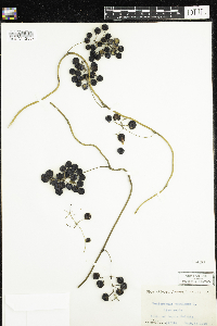 Menispermum canadense image