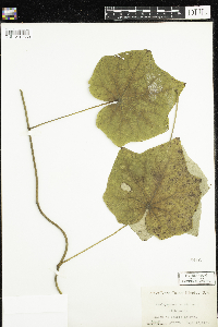 Menispermum canadense image