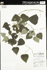 Menispermum canadense image