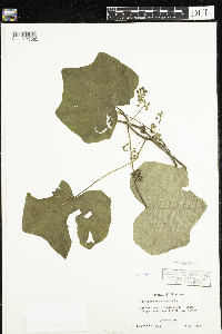 Menispermum canadense image