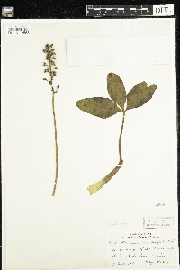 Menyanthes trifoliata image