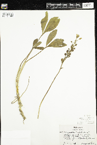 Menyanthes trifoliata image