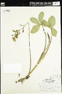 Menyanthes trifoliata image