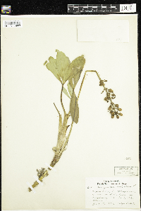 Menyanthes trifoliata image