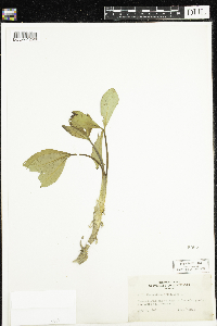 Menyanthes trifoliata image