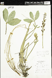 Menyanthes trifoliata image