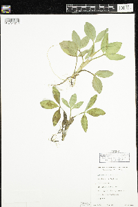 Menyanthes trifoliata image