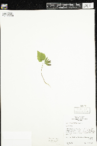 Tilia americana image