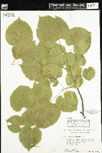 Tilia americana image
