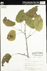 Tilia americana image