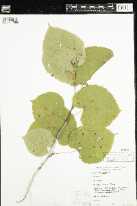 Tilia americana image