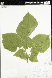 Tilia americana image