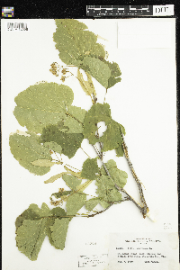 Tilia americana image