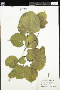 Tilia americana image