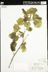 Tilia americana image