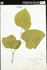Tilia americana image
