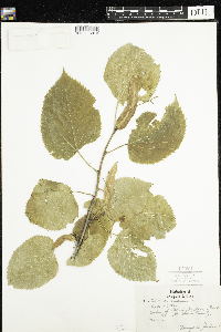 Tilia americana image