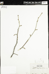 Tilia americana image