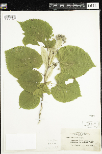 Tilia americana image