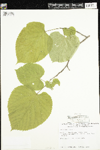 Tilia americana image