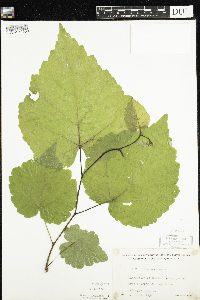Tilia americana image