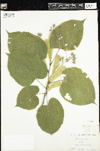 Tilia americana image