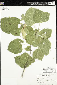 Tilia americana image