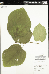 Tilia americana image