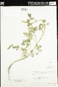 Hibiscus trionum image