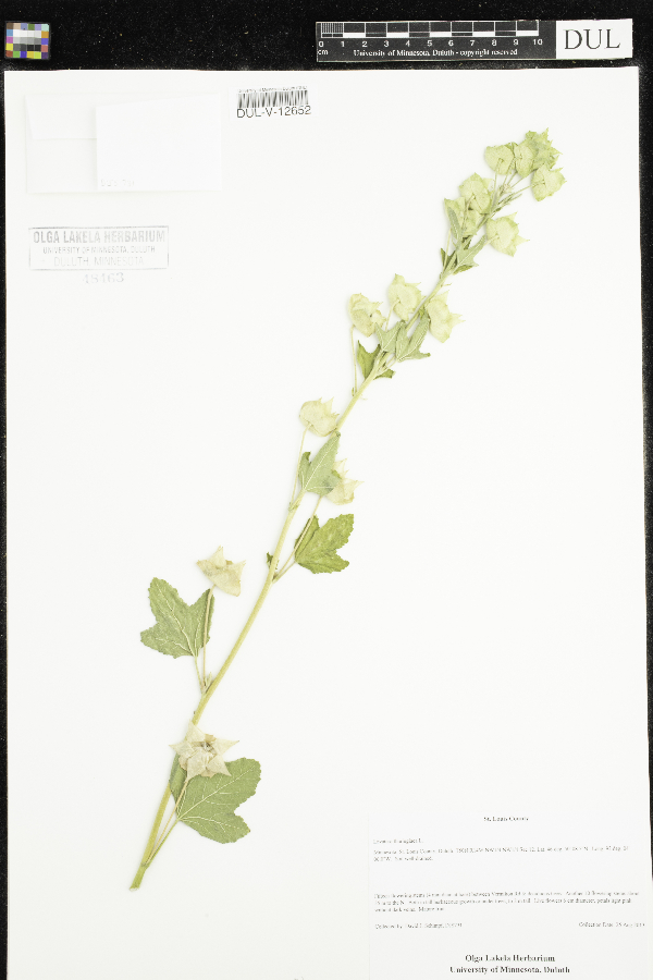 Lavatera thuringiaca image