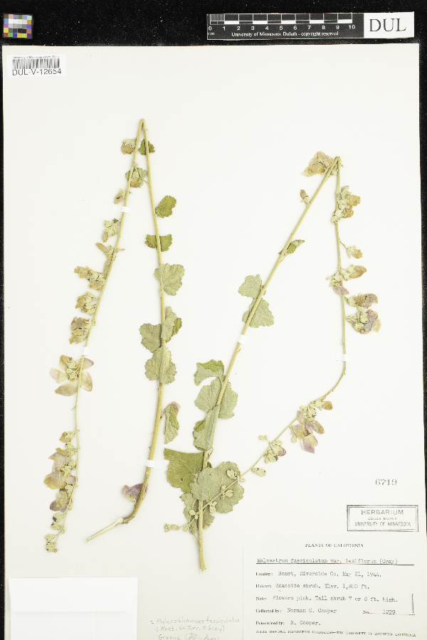 Malvastrum fasciculatum image