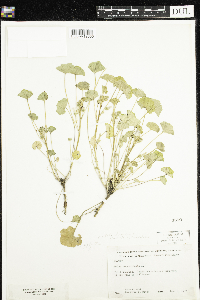 thumbnail image of current specimen