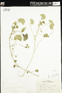 Malva neglecta image
