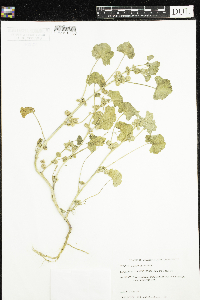 Malva neglecta image