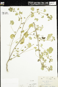 thumbnail image of current specimen