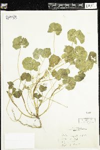 Malva neglecta image