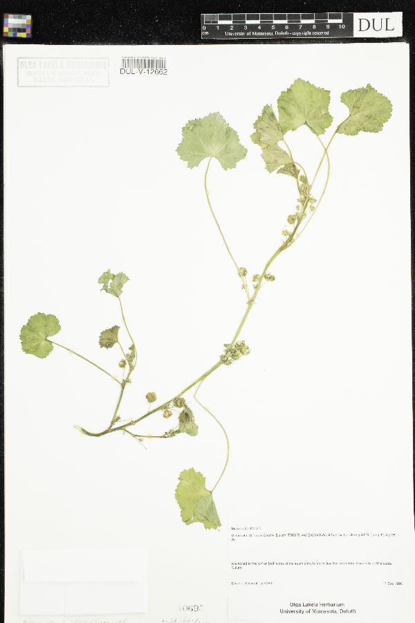 Malva parviflora image