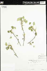 Malva parviflora image