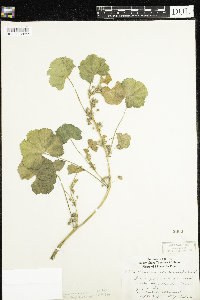 Media resource of Malva pusilla