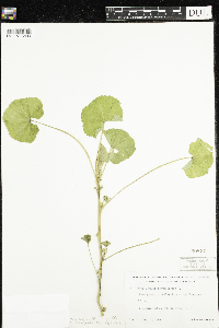 Malva pusilla image
