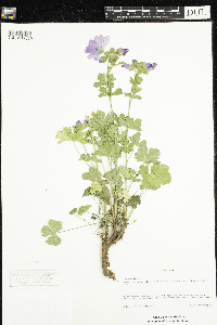 Image Associated With the Occurrence