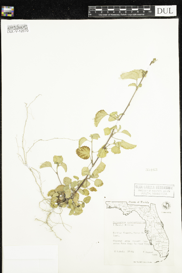 Malvastrum corchorifolium image