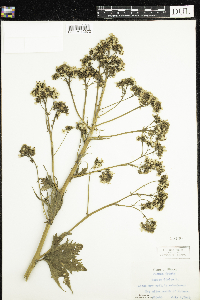 Media resource of Napaea dioica