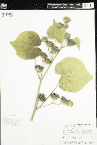 Abutilon theophrasti image