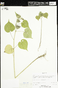 Abutilon theophrasti image